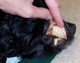 black dog with pale inner lips (and dark gums due to natural color)