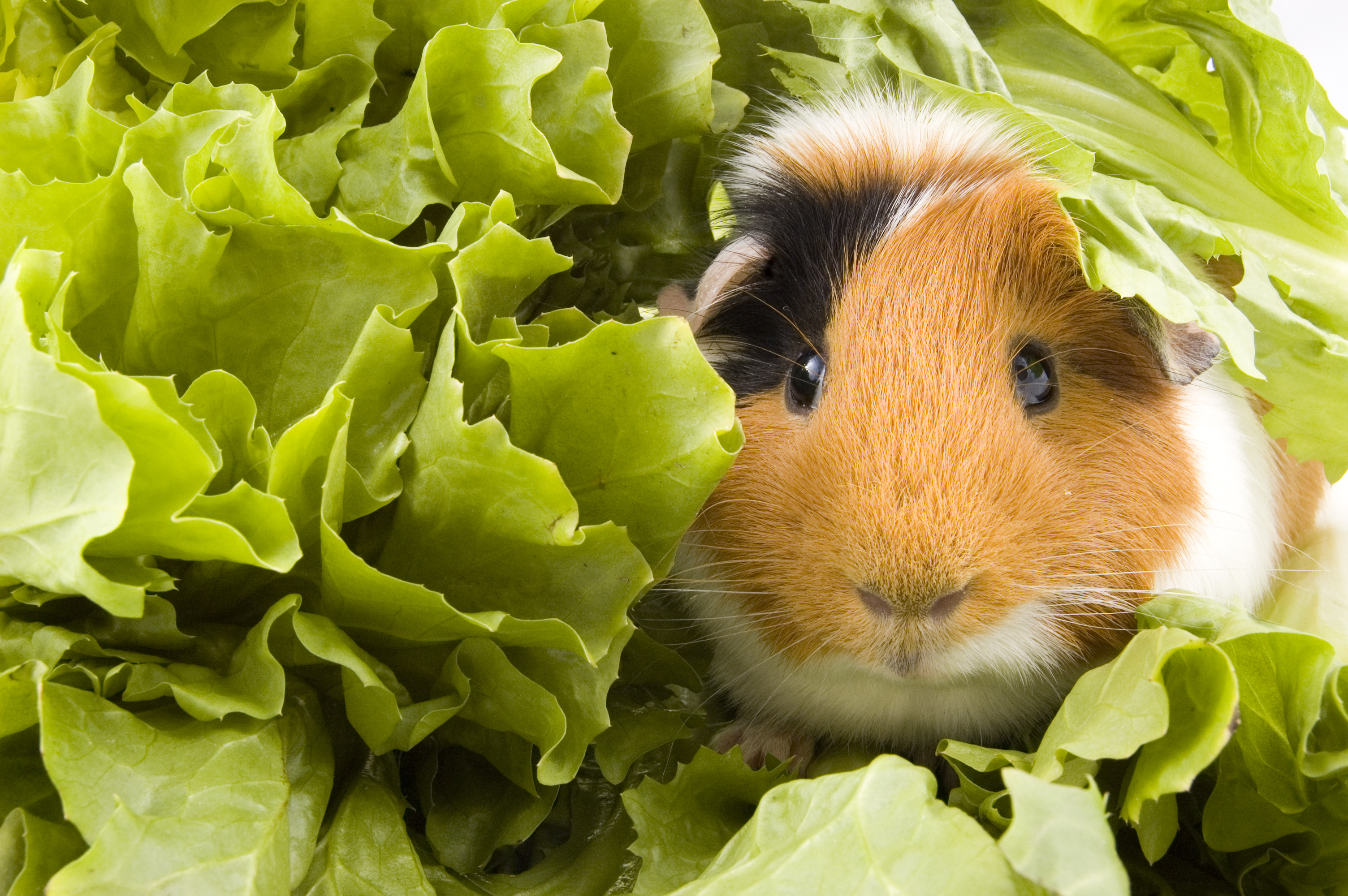 A tri-colored guinea pig peeks out from bright green lettuce leaves 