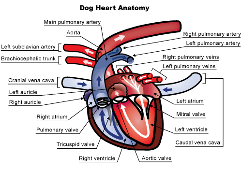 Anatomical diagram of canine (and feline) heart 