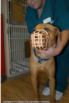 Photo image of a large tan dog wearing a basket muzzle 