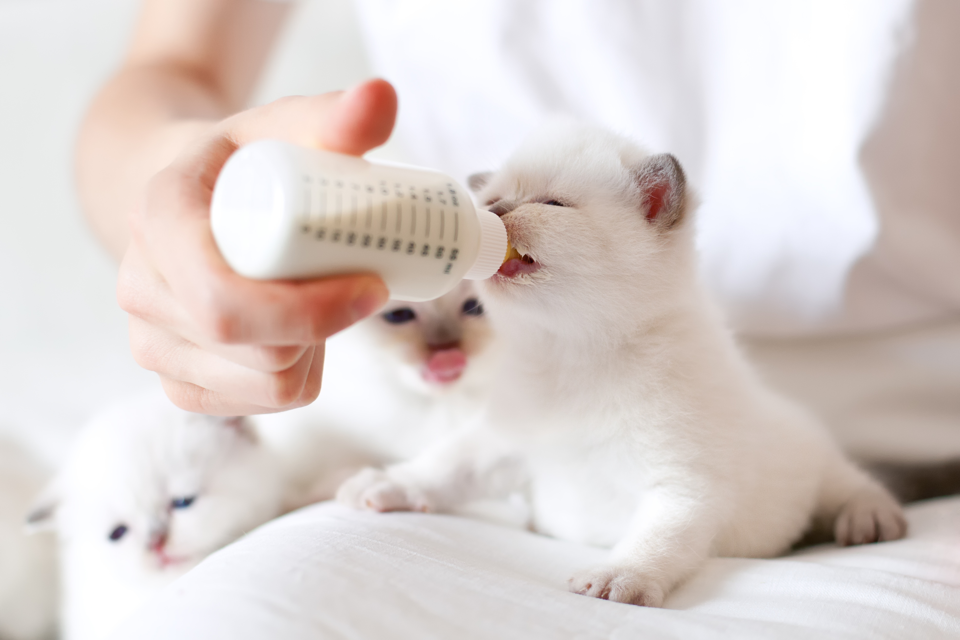 Person bottle feeding young, white fluffy kittens on a blanket