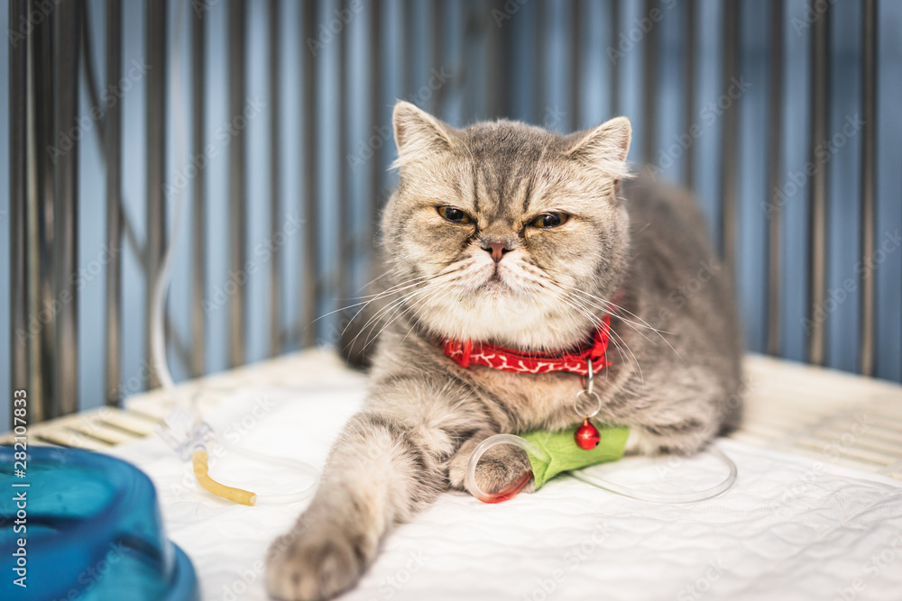 Photo of Himalayan cat with an IV