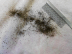 Photo of  flea dirt and debris