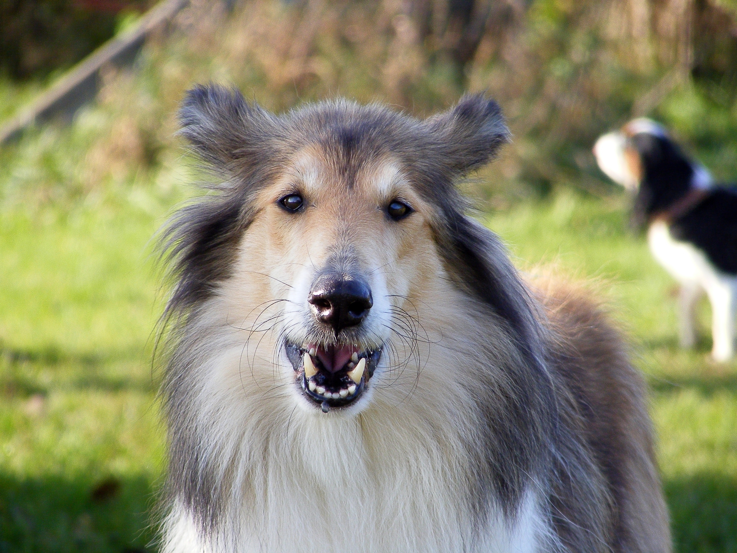 Photo of a "Lassie-type" collie standing in a green background