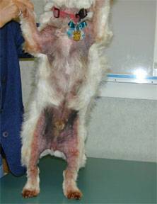 White West Highland being held up to show abdomen which is red and irritated with rough, inflamed skin