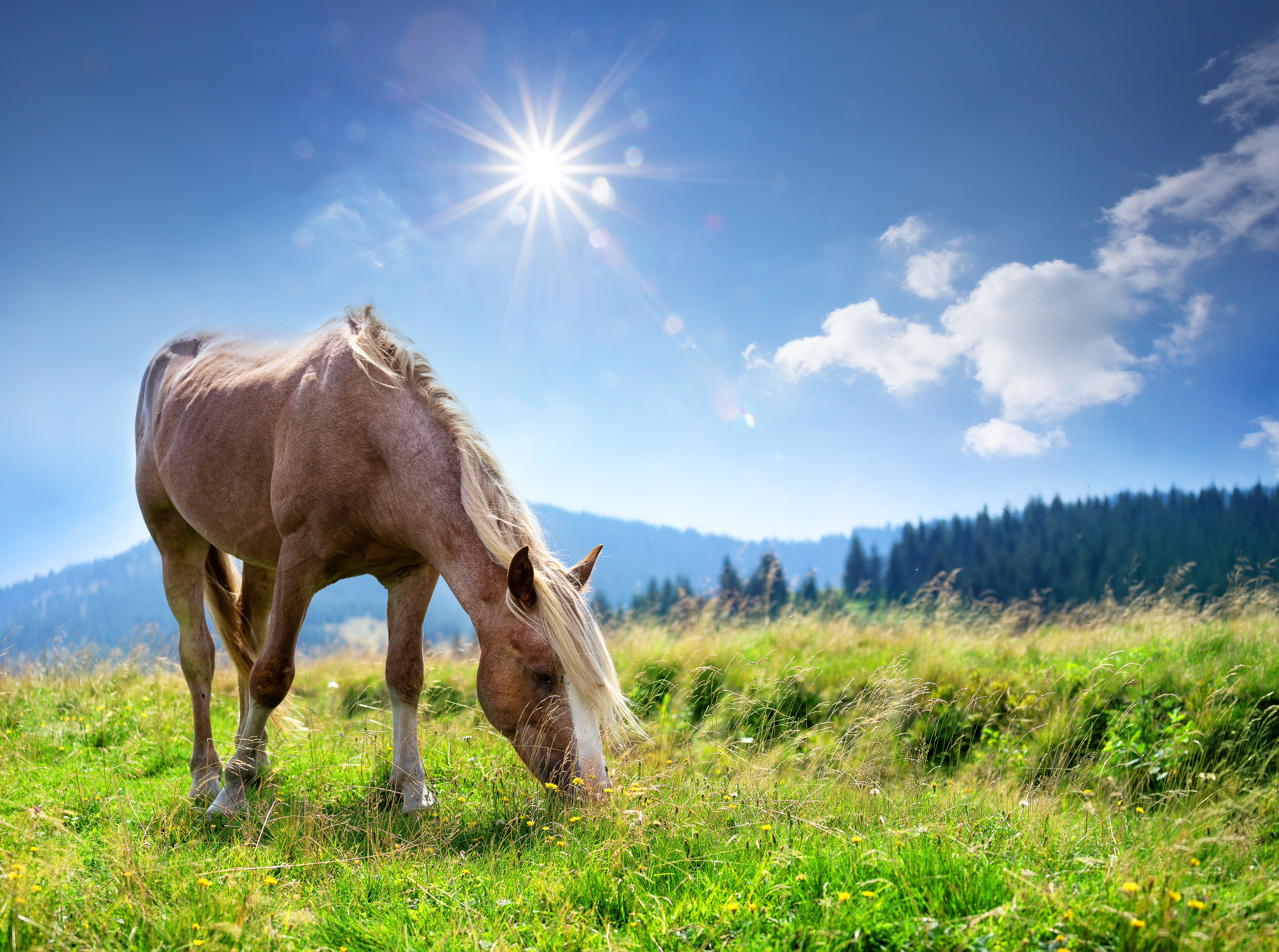 tan horse in a pretty mountain meadow eating grass