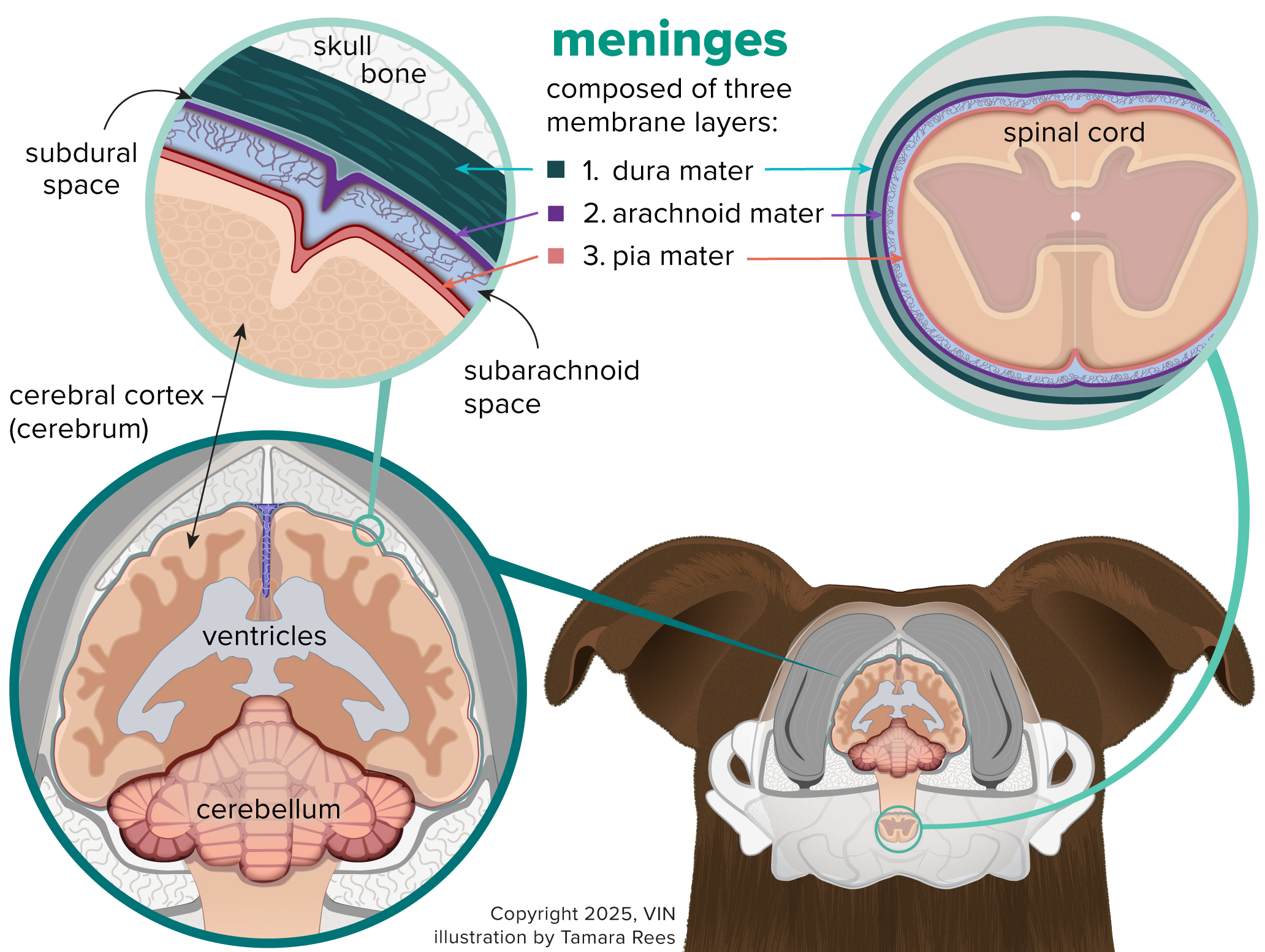 Diagram of meninges, brain and spinal cord