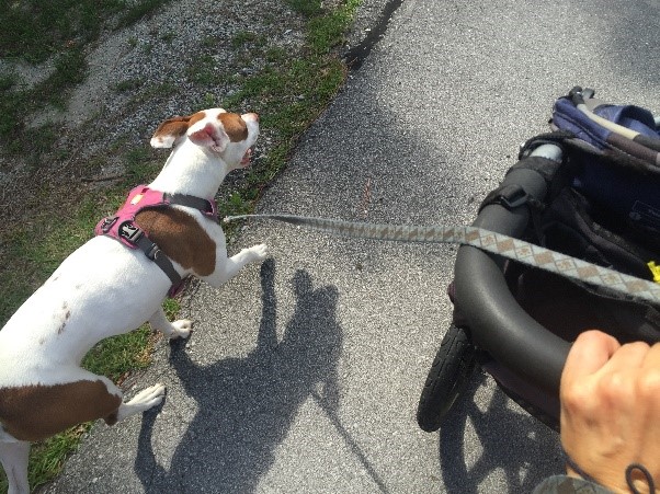 A brown and white dog walks along side a person pushing a black stroller