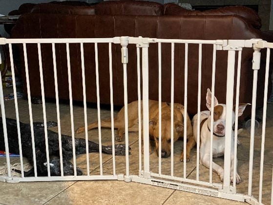 A brown and white dog relaxes behind a white pet gate