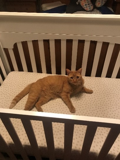 Orange kitty laying in a white baby crib