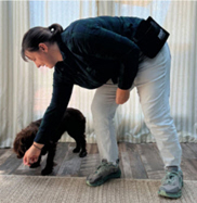 A handler bends to give a treat to a brown Cocker Spaniel 