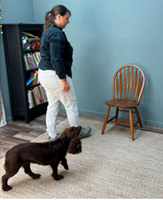 Handler walks to chair while brown Cocker Spaniel follows on the right