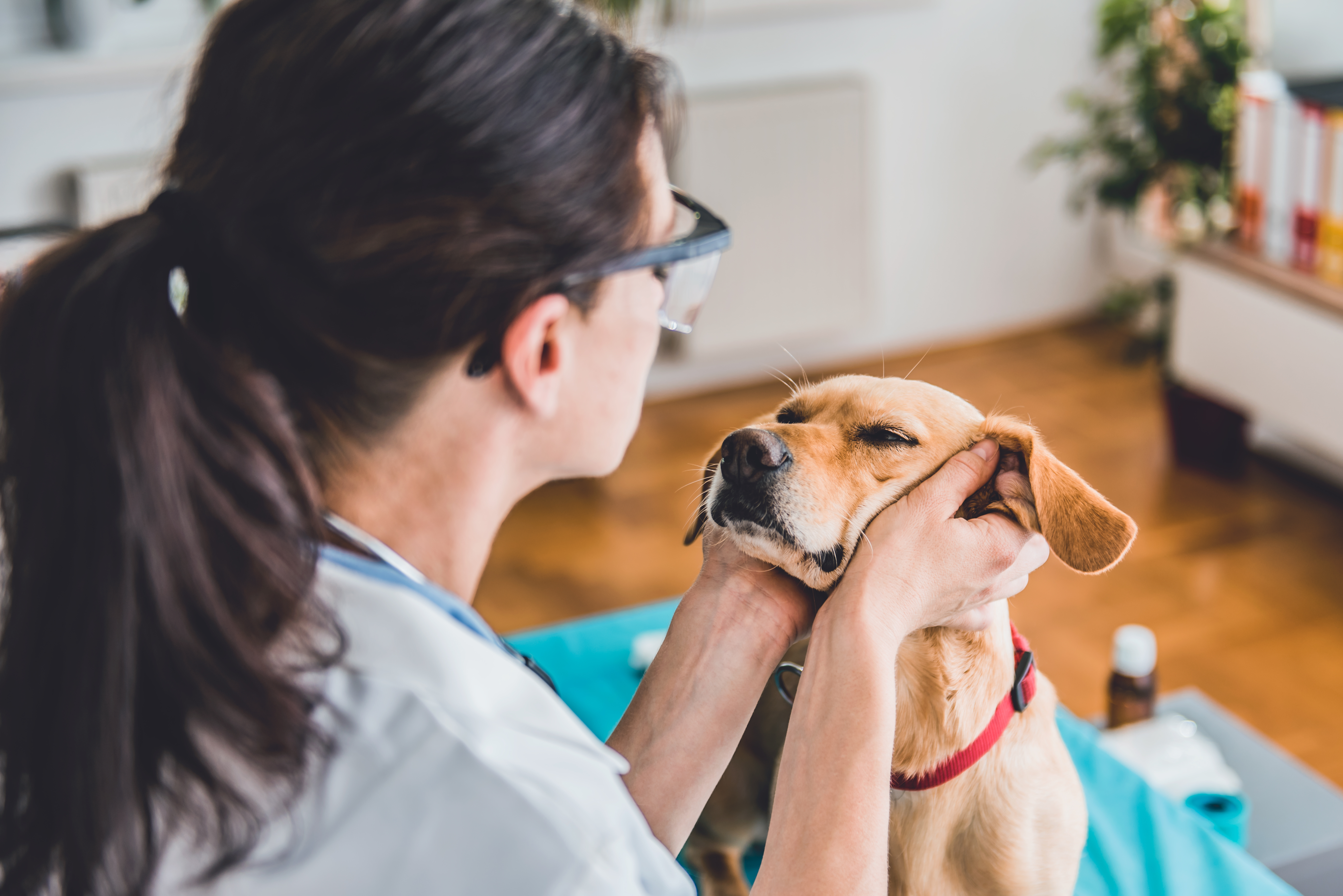 Veterinary professional cradling a dog's face in hands