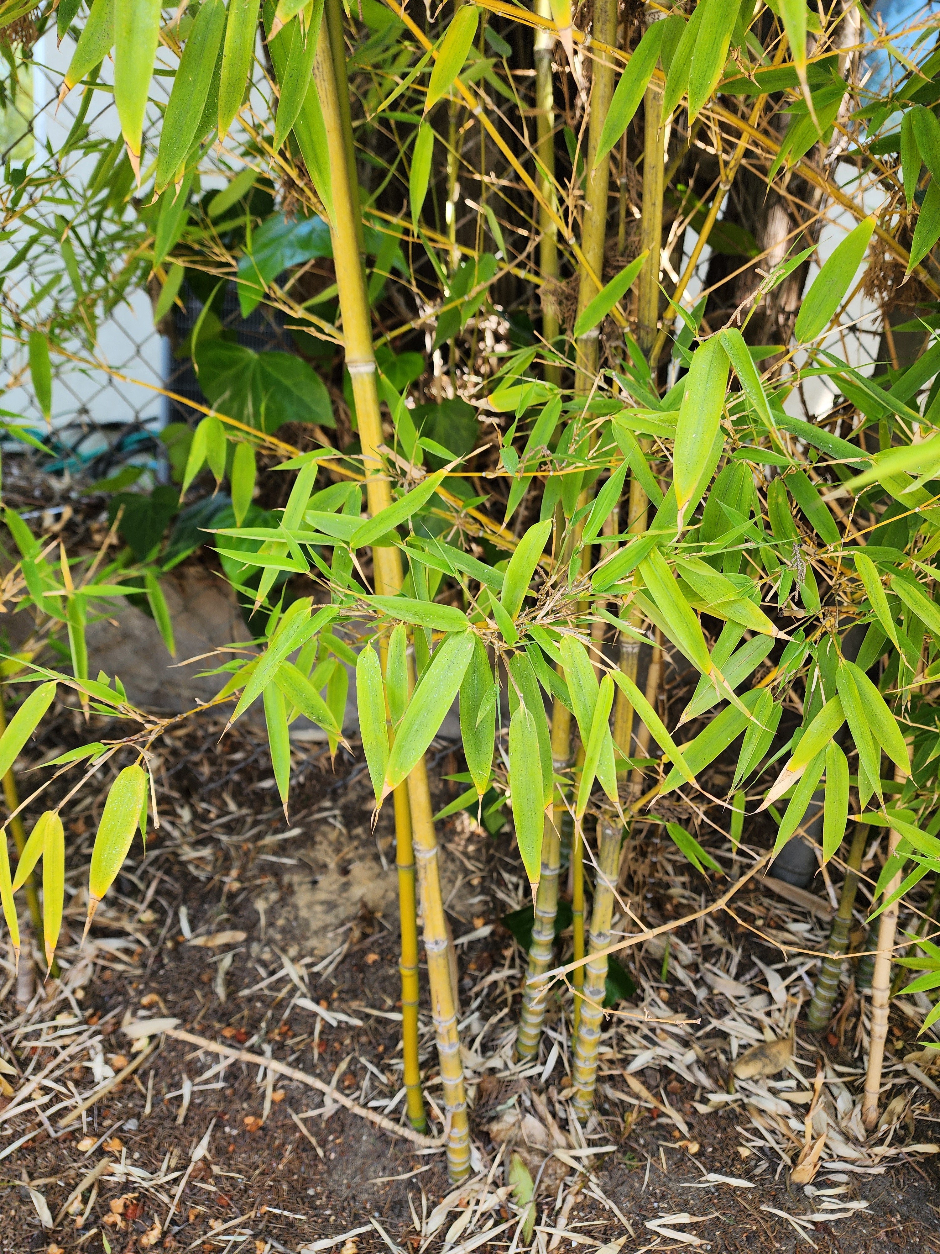 Photo of bamboo
