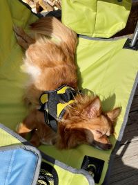 fawn long hair chihuahua sleeping on a green lawn chair in the sun