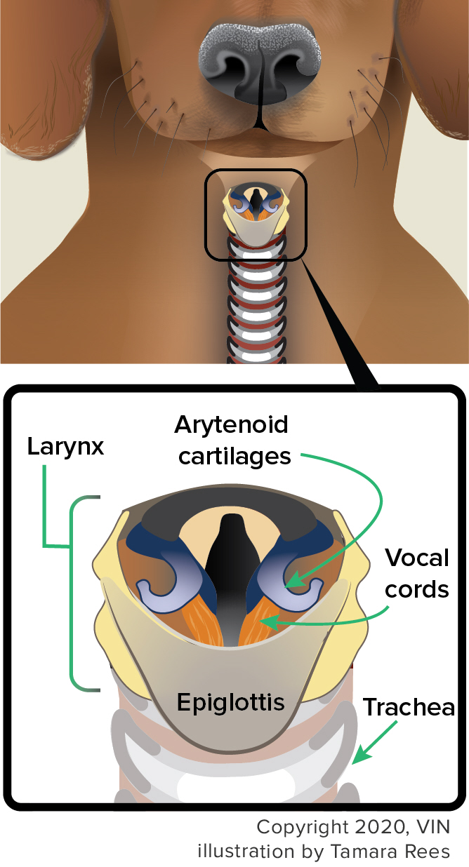 canine throat diagram