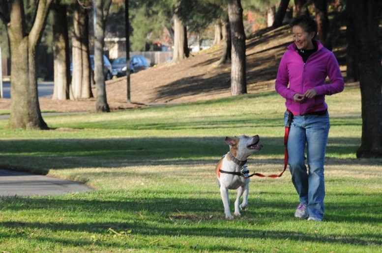 Photo image of Dr Sophia Yin walking a brown and white dog in a green park