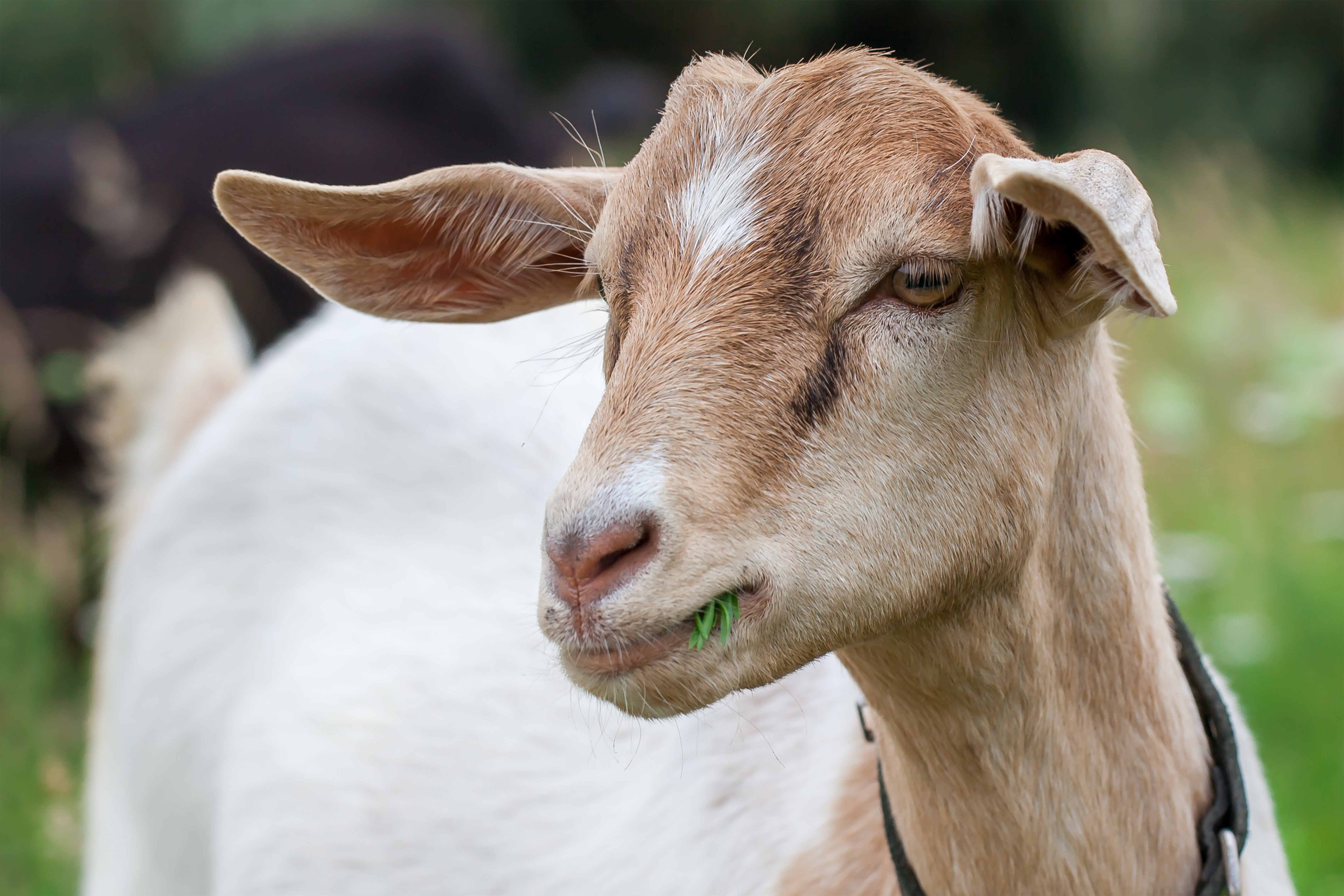 White and tan goat chewing grass