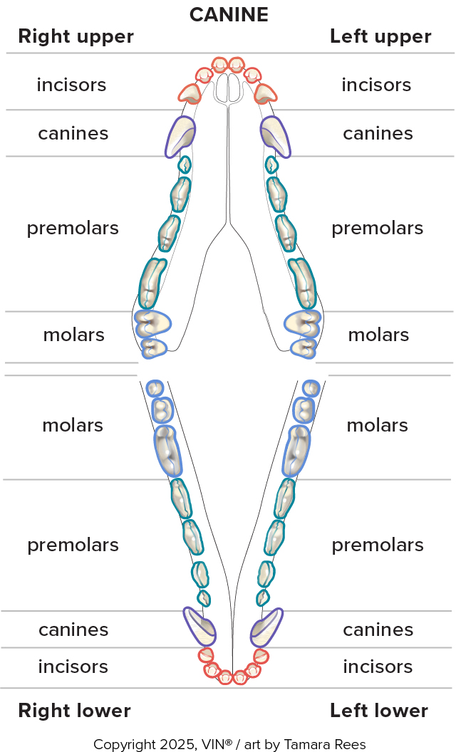 Chart of upper and lower canine teeth, labeled 