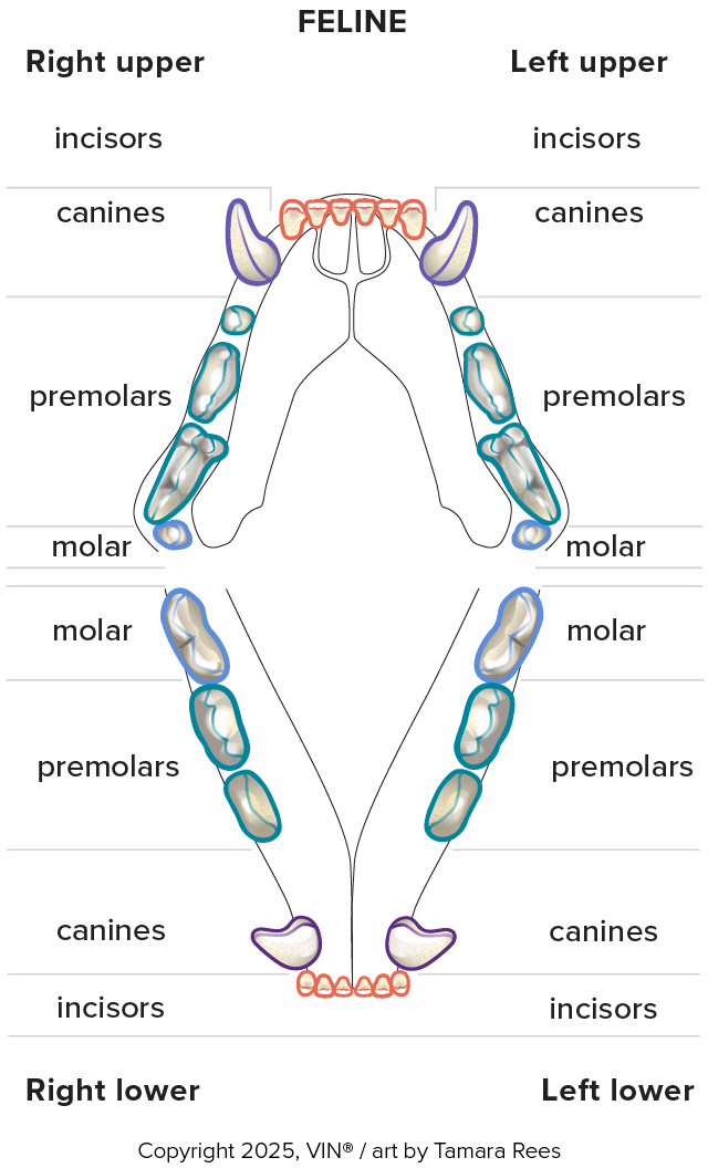 Feline dental chart with labels 