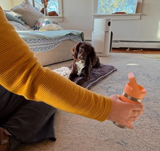 Brown and white spaniel looks at object held in a caregiver's hand