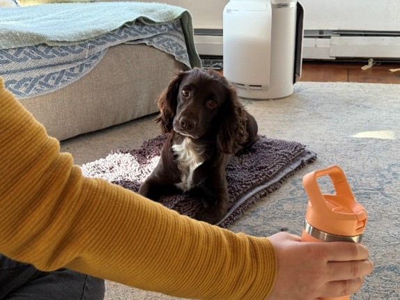 Brown and white spaniel looks at the neutral object in caretaker's hand