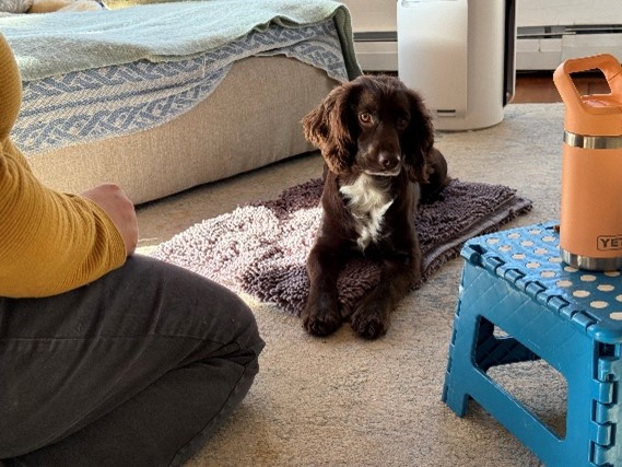 Brown and white spaniel looks at neutral object on table to his left
