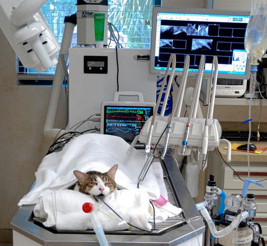 An intubated cat on surgery table with medical and surgical equipment in the photo