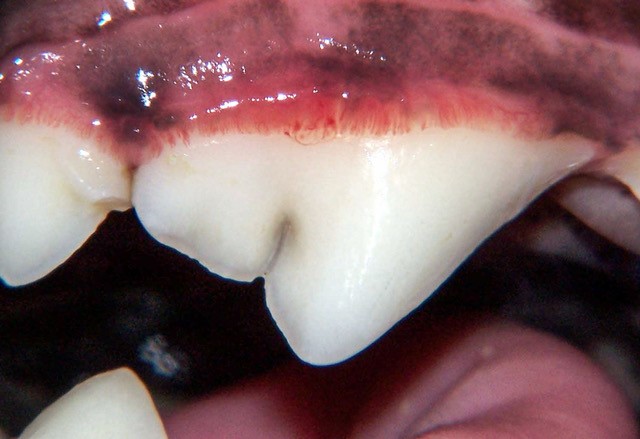 Image of a freshly cleaned tooth