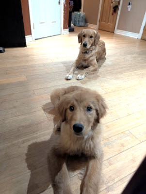 Two golden retrievers laying on their stomachs looking attentive to the camera