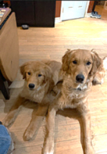 Two golden retrievers laying on the floor together