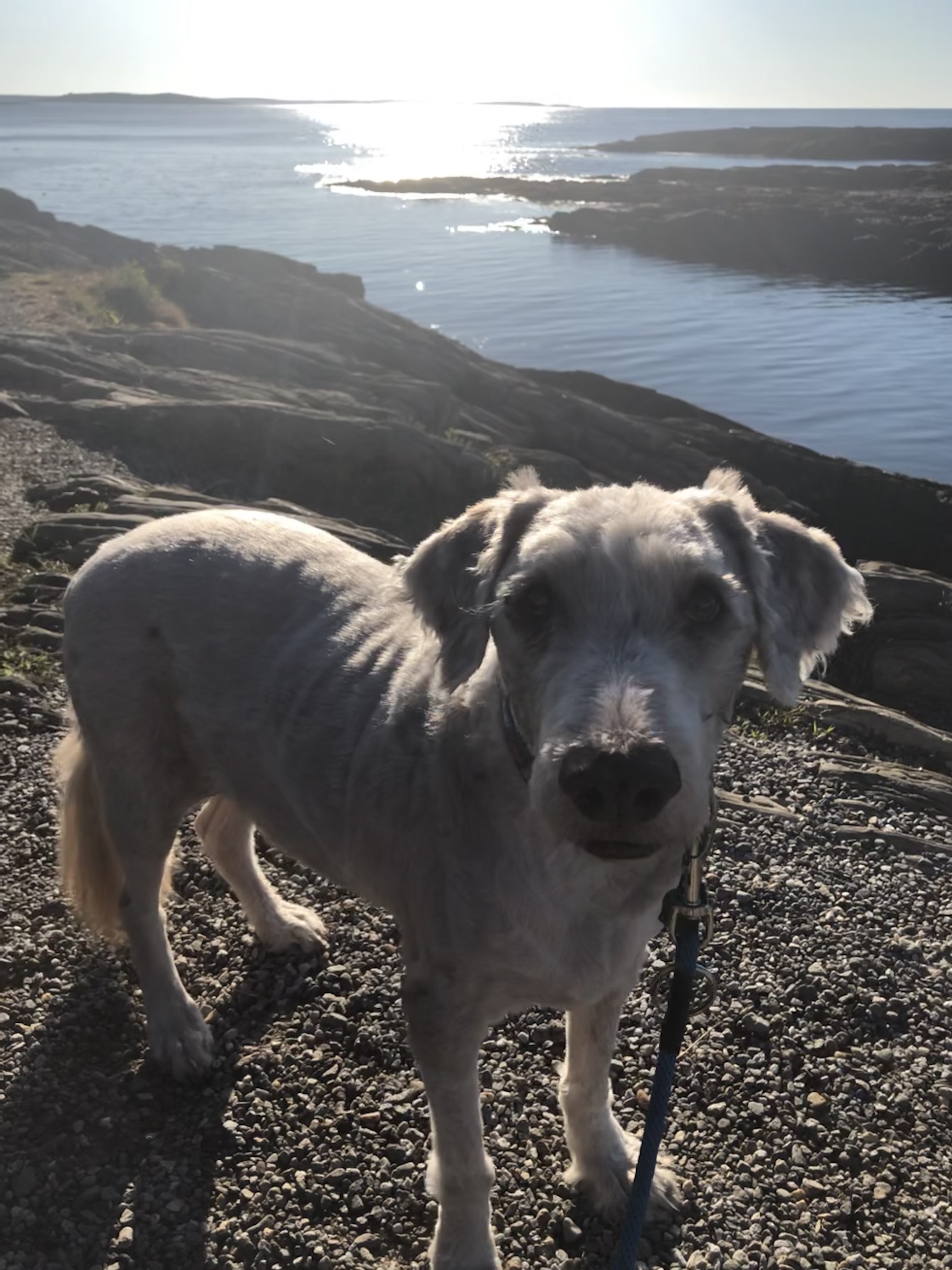 A white bearded collie stands for the camera, a backdrop of sparkling river below 
