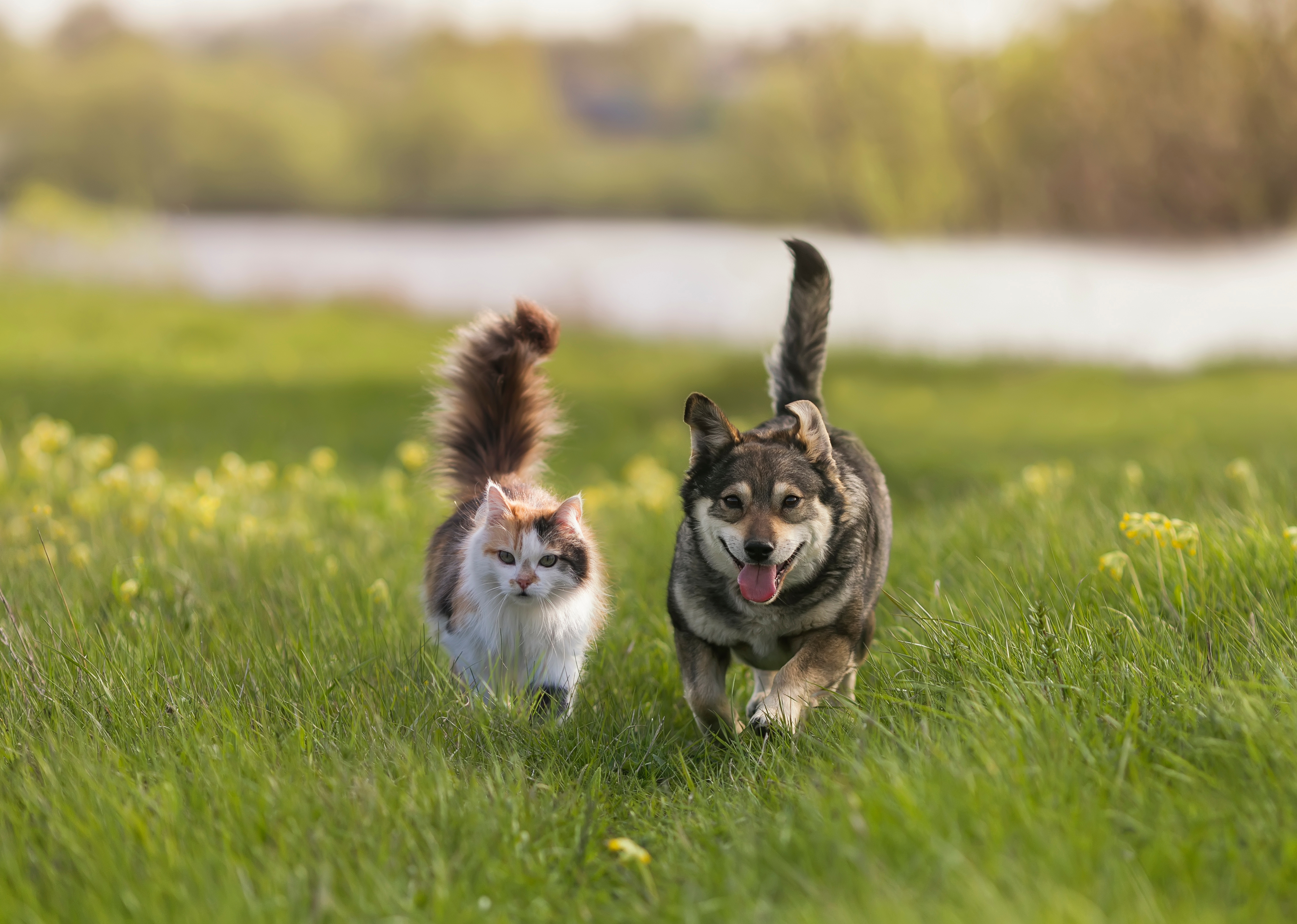 A fluffy brown-and-white kitty and a brown-and-white-dog trot together through a green grassy meadow