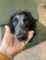 Grey and brown dog rests their chin on caregiver's hand 