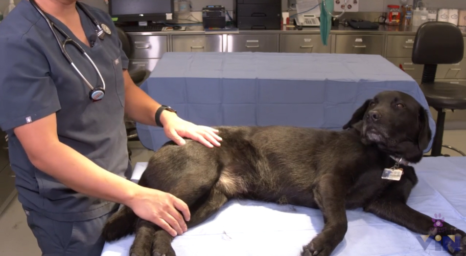 Black dog waits on exam table