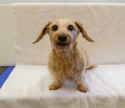 Wire-haired doxie sits on white surface