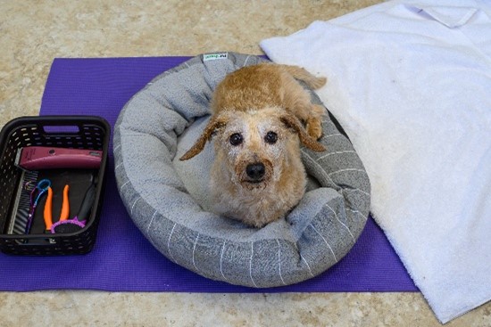 wire-haired doxie lays on a blue bed; grooming kit is next to them