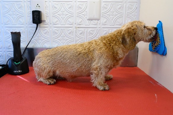 Wire-haired doxie works at a lick mat 