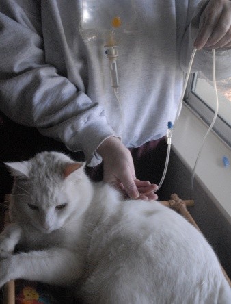 A white cat having fluid therapy by an open window
