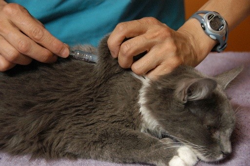A caregiver "tents" the skin between the shoulder blades of a gray and white cat and inserts the fluid needle