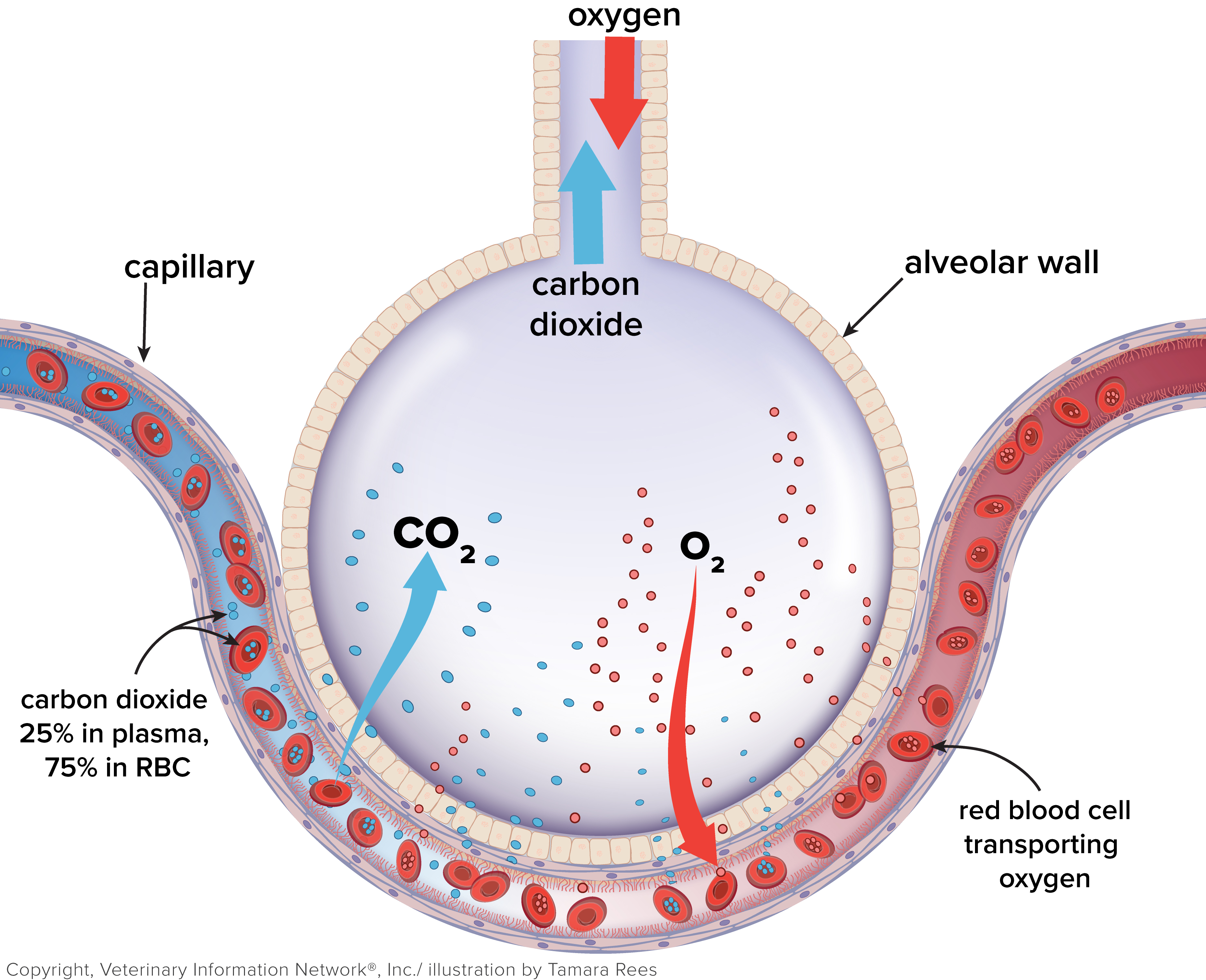 Chart image of o2/co2 exchange