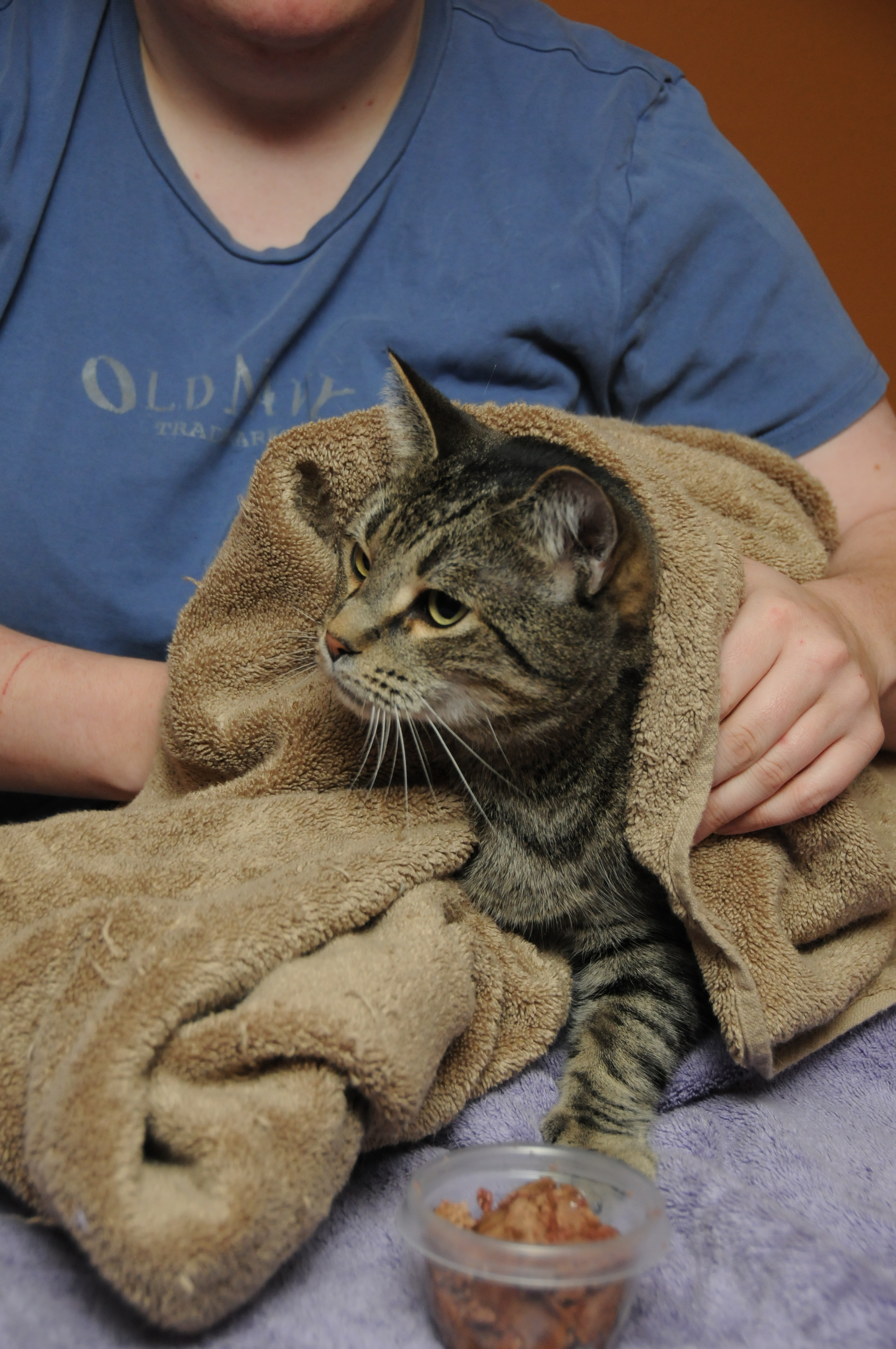a striped kitty is wrapped in a brown towel and being held by a handler dressed in blue scrubs 