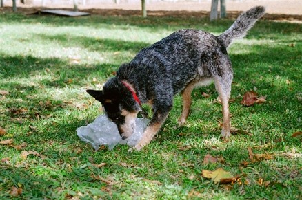A healer-type dog plays with a plastic bag on a green lawn 