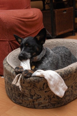 A healer-type dog in his bed chews on white socks
