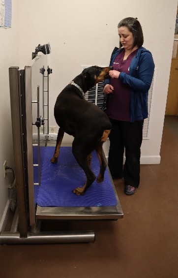 A black doberman stands on a scale and accepts a treat from a veterinary assistant