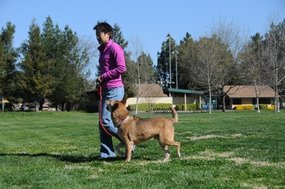 Dr. Sophia Yin walks a brown dog on her left side