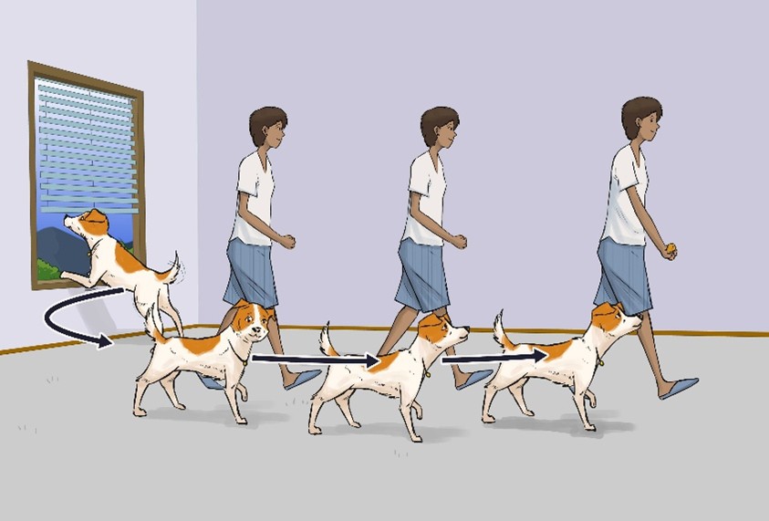 Drawing diagram showing four dogs and three people walking together while the first dog is distracted; arrow shows this dog joins the walk 