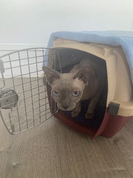 A cat peers out from their carrier