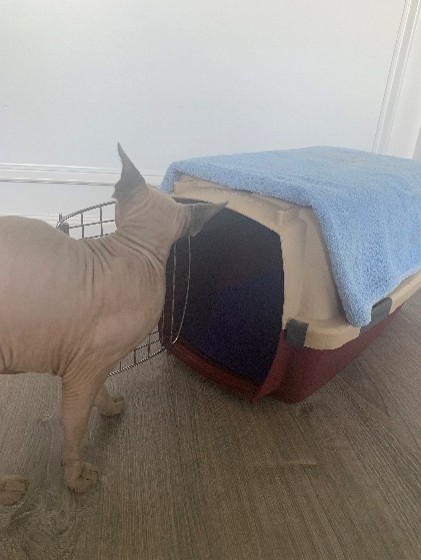 a cat walks toward their open-door carrier