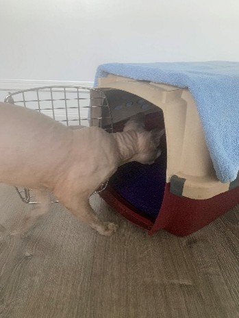 A cat puts just his head inside a carrier